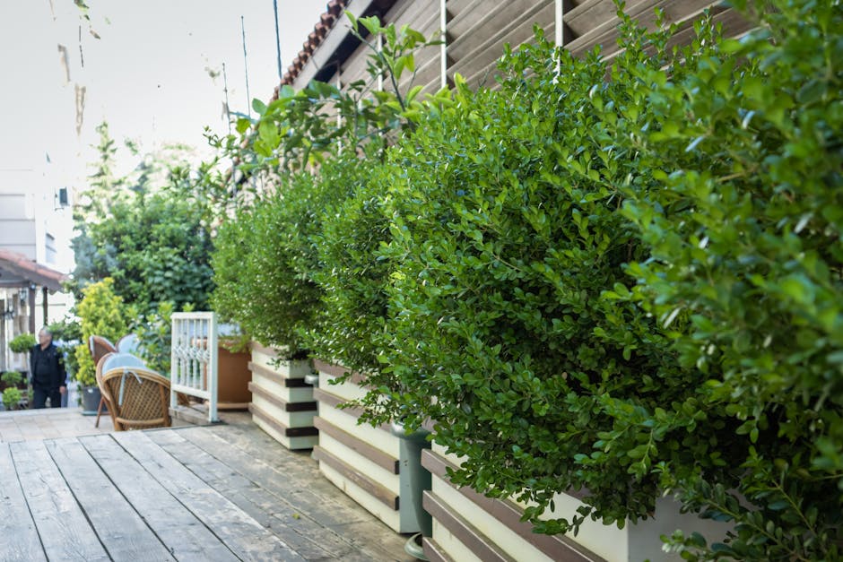 A small terrace garden featuring a row of neatly trimmed, dense green hedges planted in large rectangular planters along a wooden deck. The planters are painted in pastel shades and sit atop a series 
